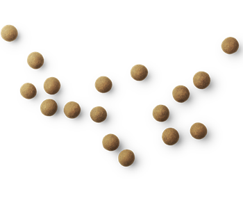 A - The Original Large 550g